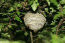 06-6296 Tree Wasp Nest (Dolichovespula sylvestris)